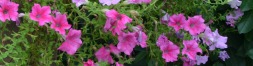 Fiori